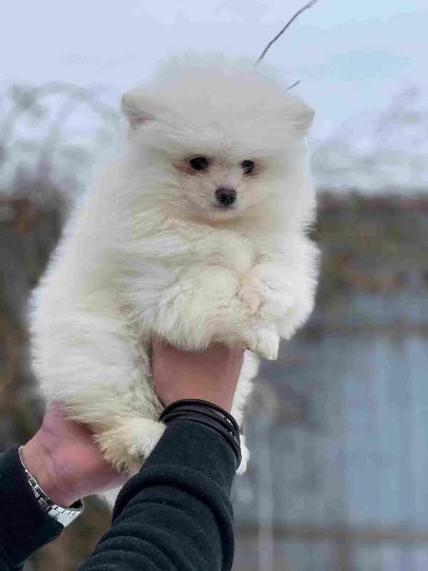 Pomeranian Bear