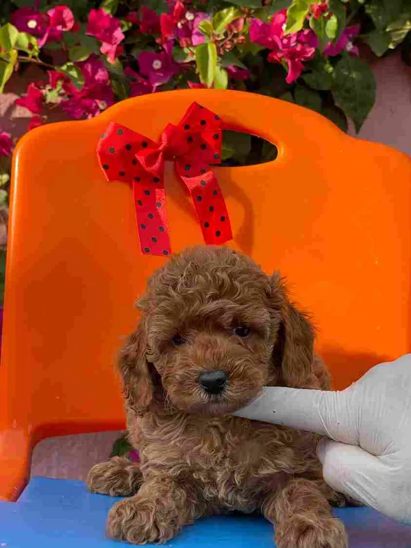 Poodle Abby