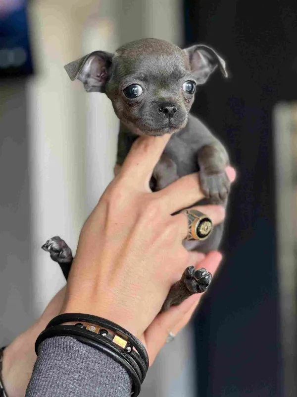 Chihuahua Zeus