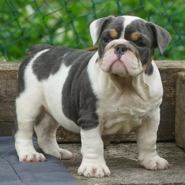 English Bulldog Bixie