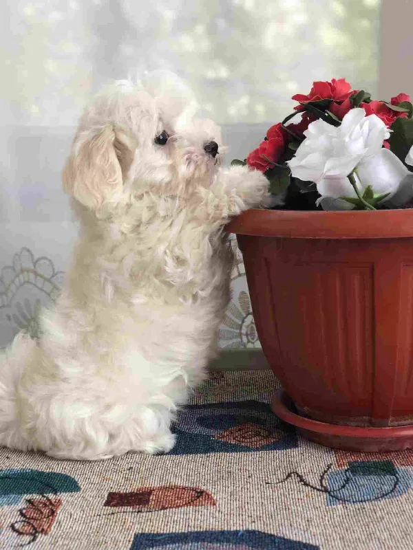 Maltese Chance