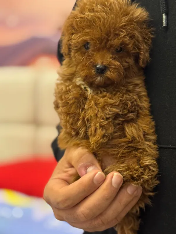 Poodle Cash