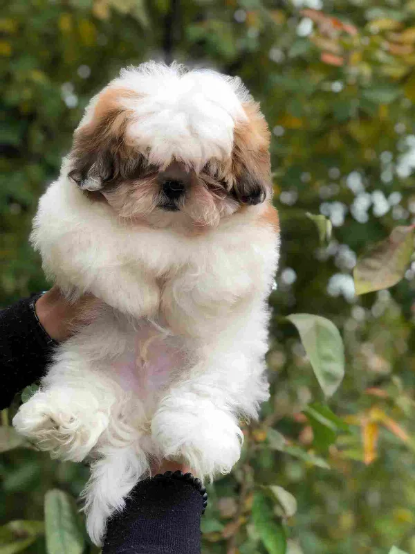 Shih Tzu Jack