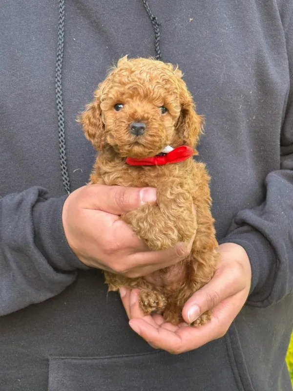 Meet Brody