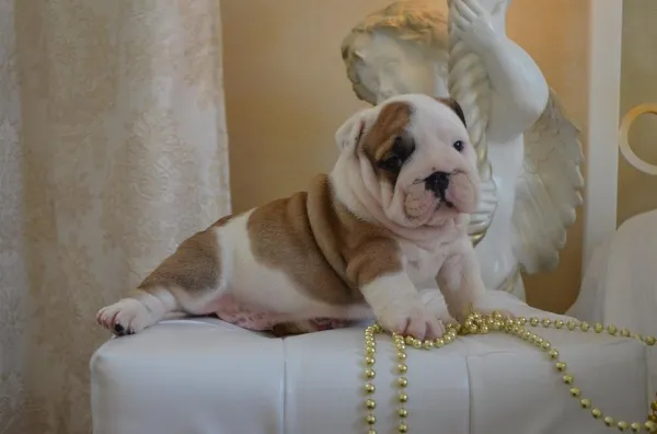 English Bulldog Bella