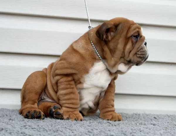 English Bulldog Cosmo