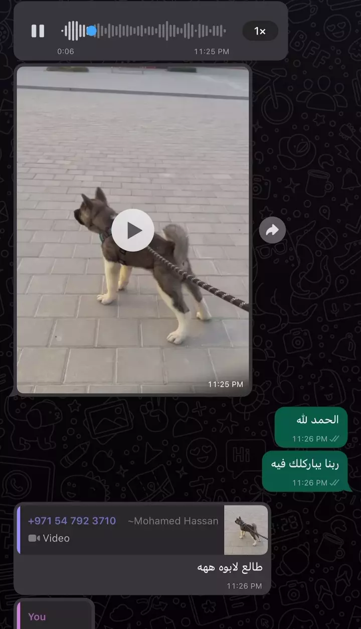 American Akita client journey